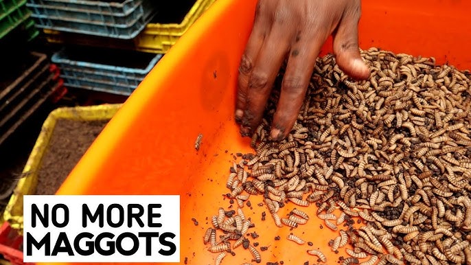 DO NOT Feed Your Chickens Maggots and Azolla